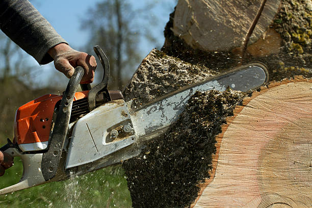 Leaf Removal in Kingsville, MD